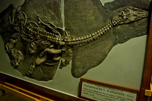 fossil