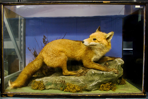 fox