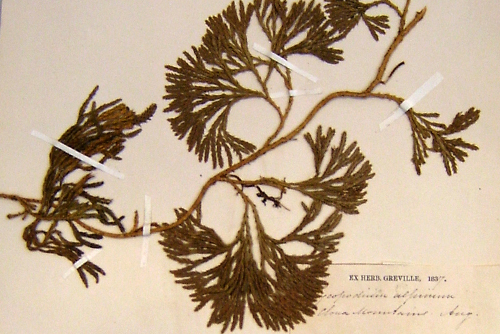 herbarium